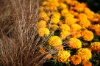 _MG_5383.jpg